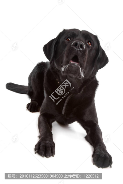 黑色拉布拉多犬