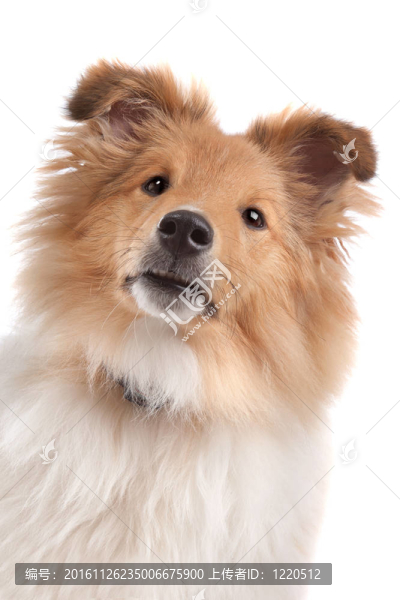 喜樂蒂牧羊犬