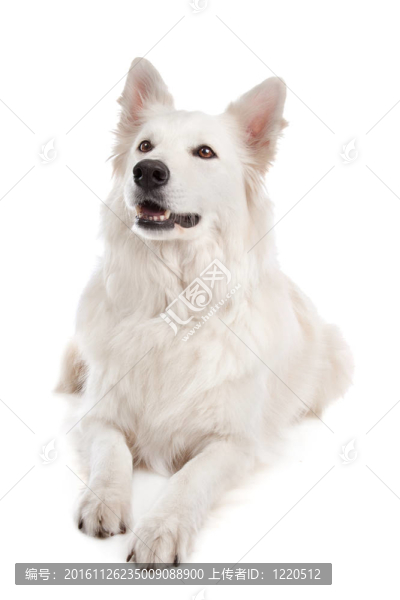 白色牧羊犬