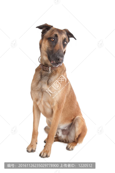 比利時(shí)牧羊犬馬里努阿犬