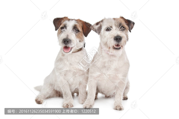 杰克羅素梗犬