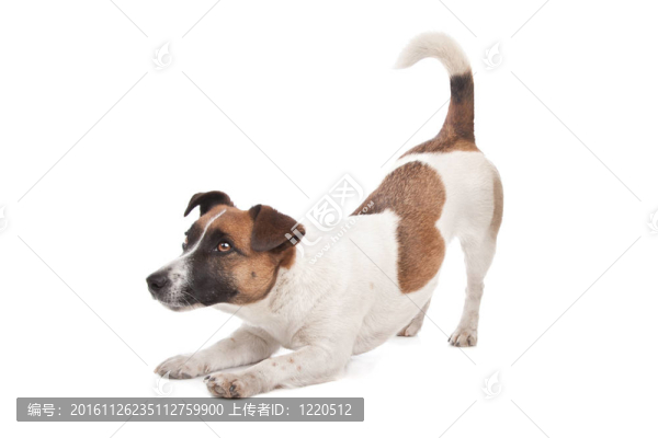 杰克羅素梗犬