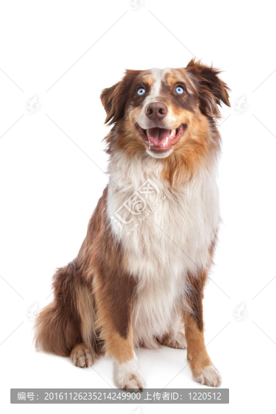 澳大利亞牧羊犬