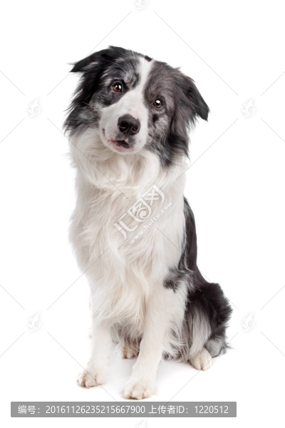 邊境牧羊犬