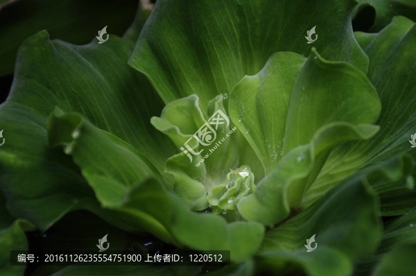 生菜上的露珠