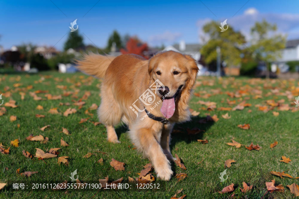 金毛獵犬走向相機(jī)
