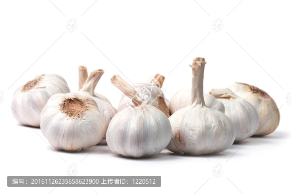 一束白色背景的大蒜燈泡