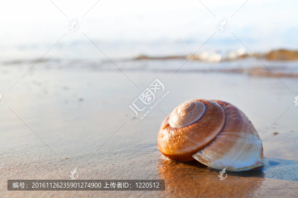 貝殼