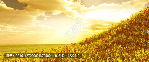 麥田花