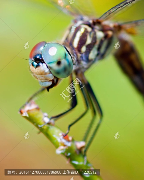 蜻蜓特寫