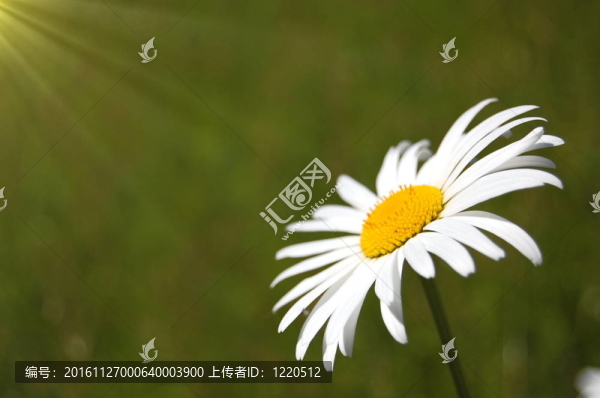 場(chǎng)上的菊花
