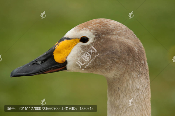 bewicks天鵝