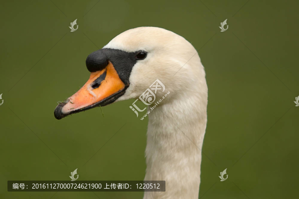 天鵝的肖像7325