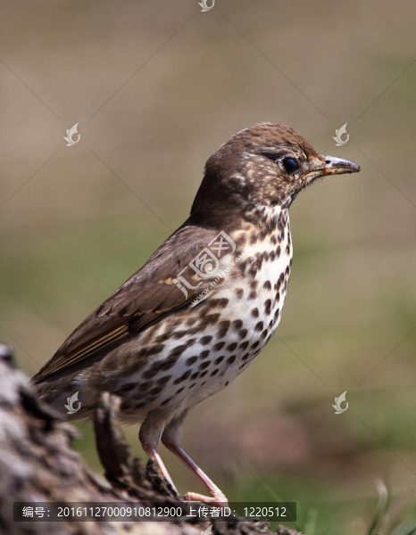 歌鶇（Turdus,philomelos）