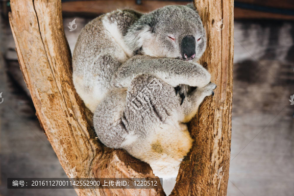 Koala；睡