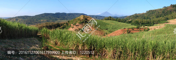 甘蔗田景觀