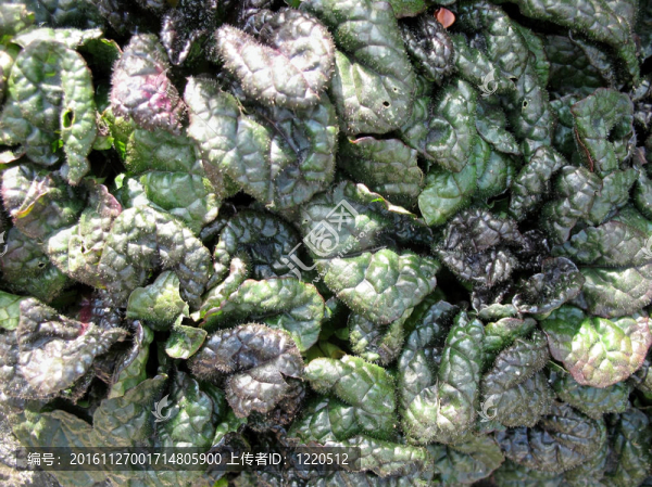 Ajuga。背景的葉子