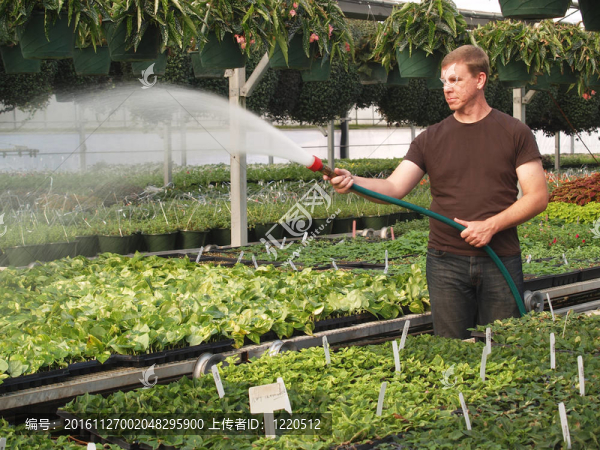 溫室植物澆水