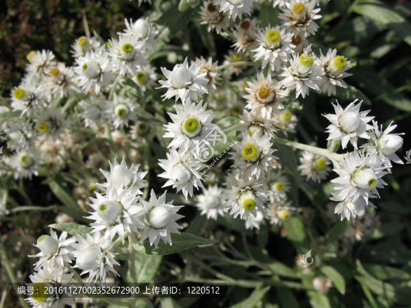 Flowers,Anaphalis,margaritacea。