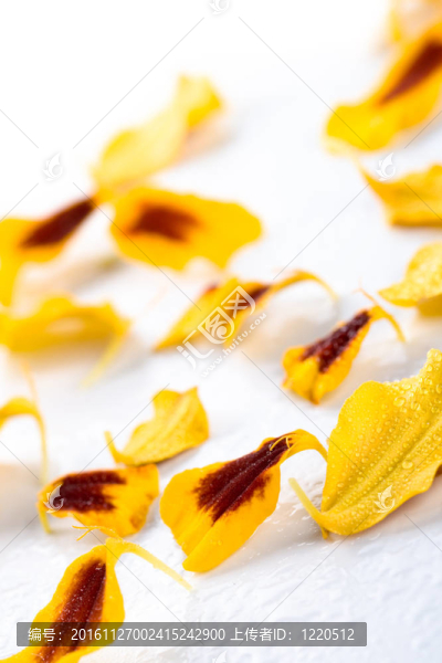 金盞花花瓣