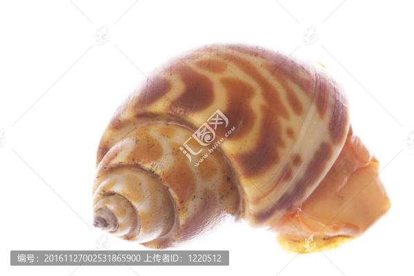活食用貝類