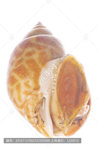 活食用貝類