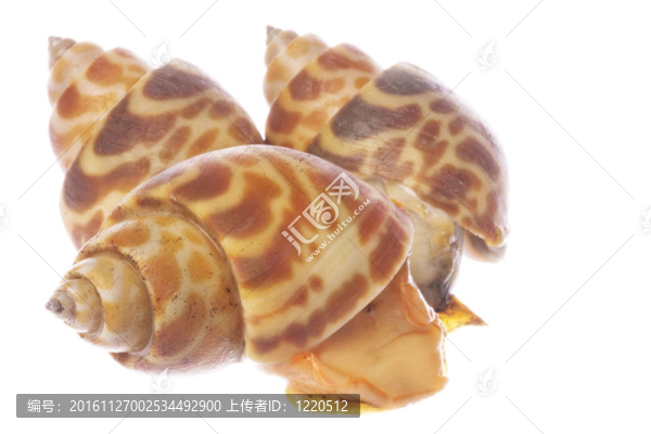 活食用貝類