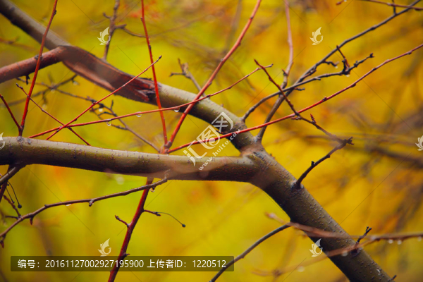 秋天的樹枝