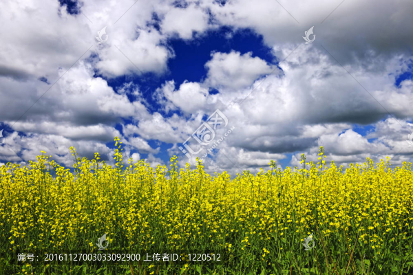 油菜田