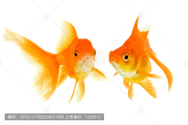 女性和男性的金魚