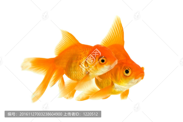 女性和男性的金魚
