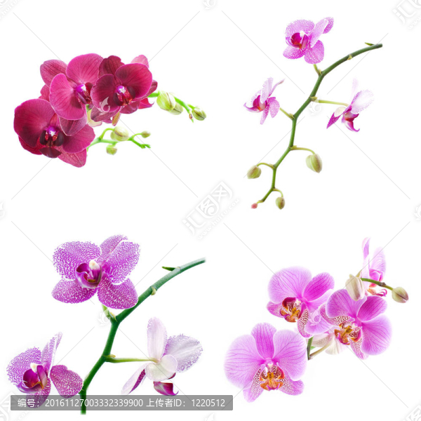蝴蝶蘭白色隔離