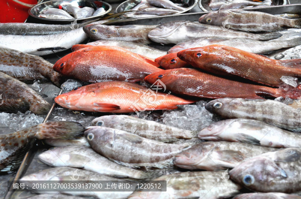 魚