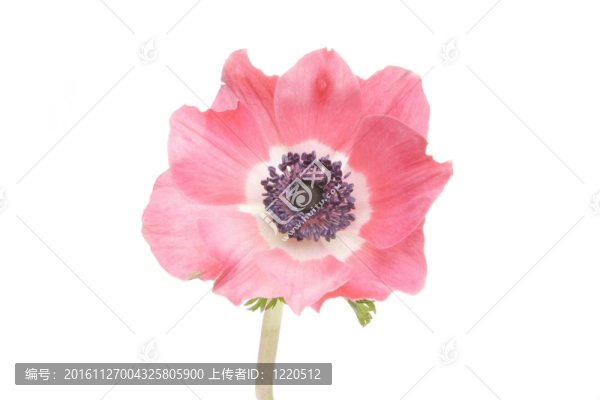 銀蓮花