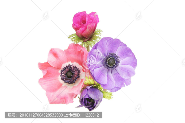 牡丹花