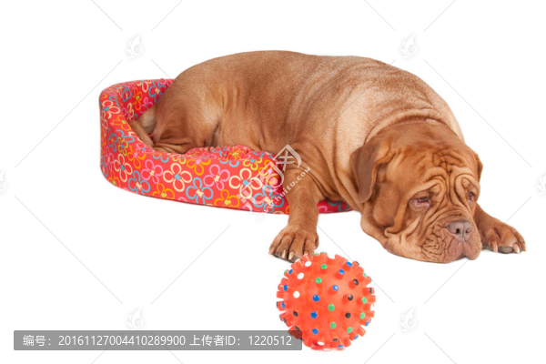 狗在床