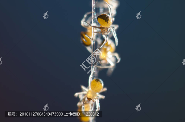 蜘蛛幼體的宏