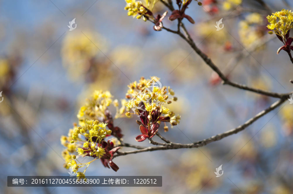 楓紅的花