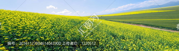 夏季油種油菜田