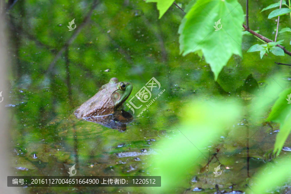 牛蛙（Rana,catesbeiana）
