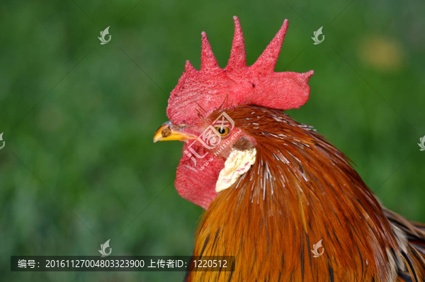 公雞特寫