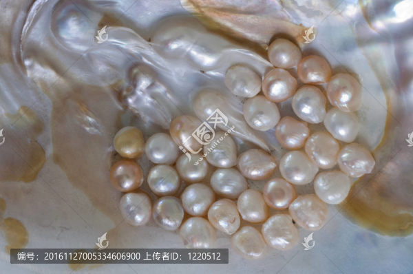 鮑魚、海蝸牛的細(xì)節(jié)