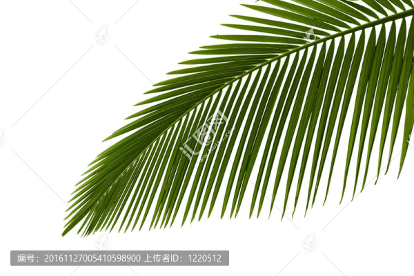 綠色的棕櫚葉