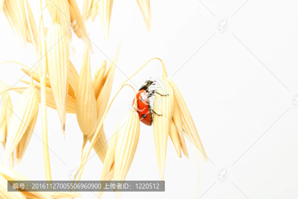 瓢蟲對小麥