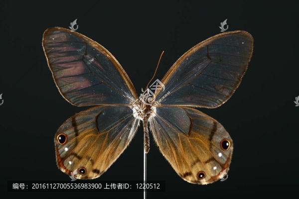蝴蝶