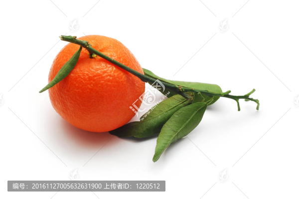 Tangerine夜店