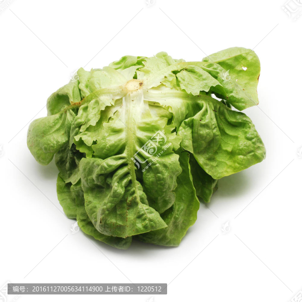 生菜