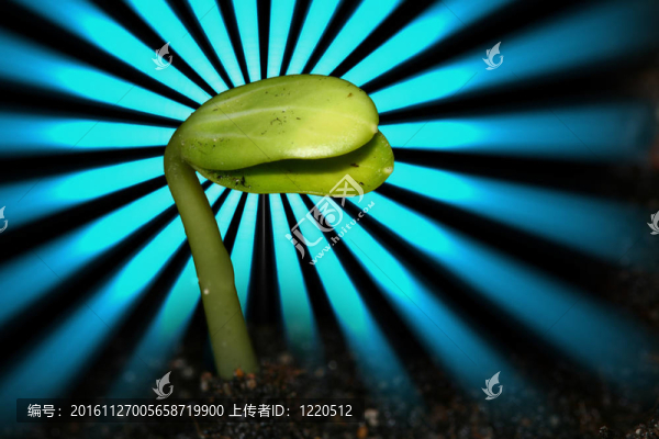 新生命的植物