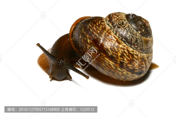 孤立的殼
