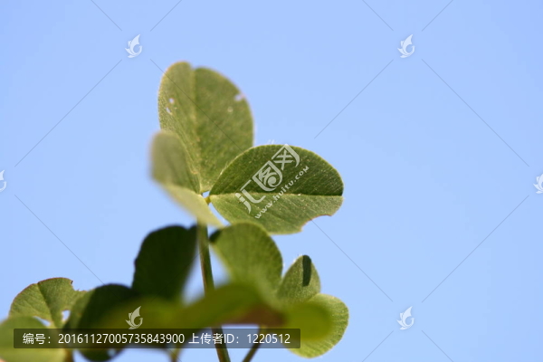 藍(lán)色的天空的三葉草